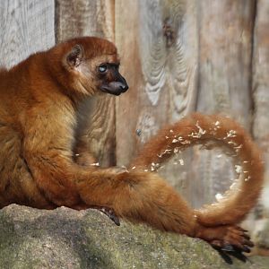 Sclater's Lemur, Berlin Tierpark, April 2019
