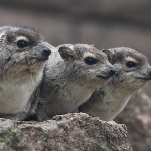 Yellow-spotted Hyrax, Berlin Tierpark, April 2019