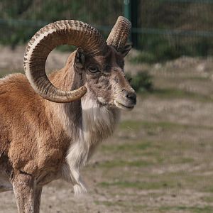Afghan Red Sheep, Berlin Tierpark, April 2019
