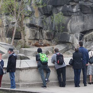 Visitors enjoying the Sumatran Tiger cubs, Berlin Tierpark, April 2019