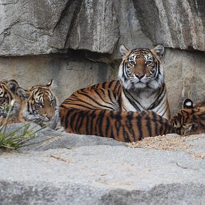 Sumatran Tiger, mother & cubs, Berlin Tierpark, April 2019