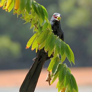 Male Asian koel
