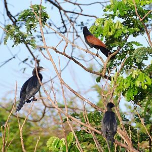 Greater coucal + cormorants