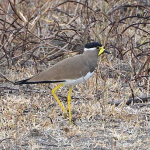 Yellow-wattled lapwing