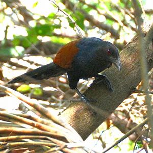 Male greater coucal