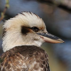 Kookabura