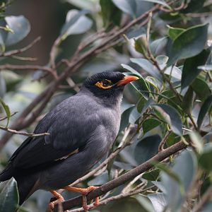 Myna