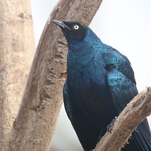Burchell's starling