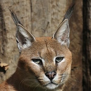 Caracal