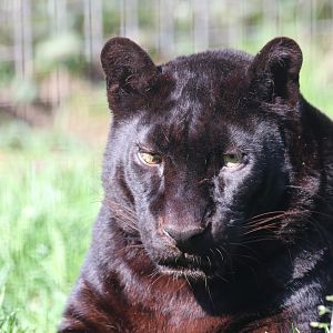 Black leopard