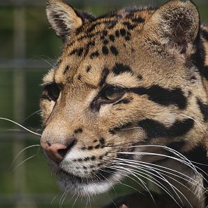 Clouded leopard