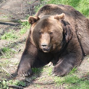 European brown bear