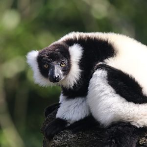 Black-and-white ruffed lemur