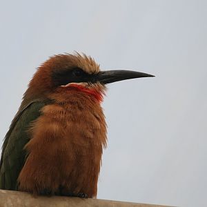 White-fronted bee-eater