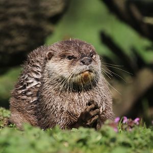 Small-clawed otter