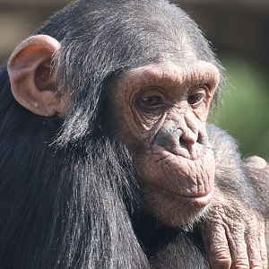 Young chimpanzee