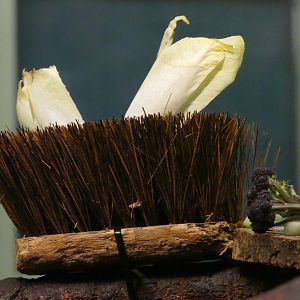 Your vegetables, sir. April 2019