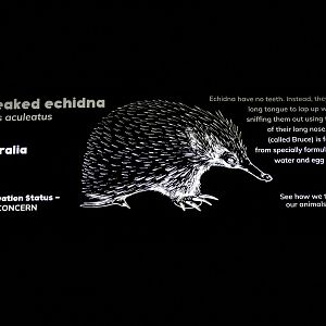 Short-beaked Echidna sign, Nocturnal House, April 2019