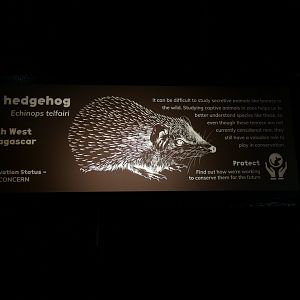 Lesser hedgehog tenrec sign, Nocturnal House April 2019