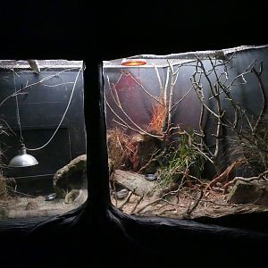 Lesser hedgehog tenrec, Nocturnal House, April 2019