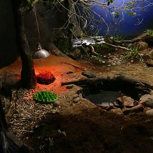 Bruce the Echidna's new home, April 2019