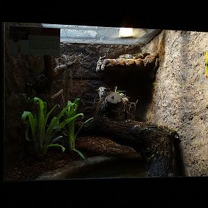 Krakow Zoo 04/2019: Boa constrictor enclosure (Exotarium)