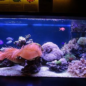 Krakow Zoo 04/2019: Coral reef tank (Exotarium)