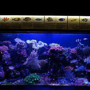 Krakow Zoo 04/2019: Carol reef tank (Exotarium)