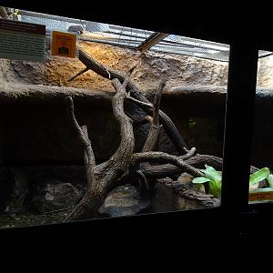 Krakow Zoo 04/2019: Beaded lizard enclosure (Exotarium)