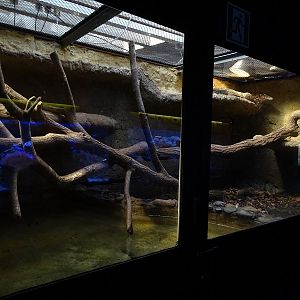 Krakow Zoo 04/2019: Water monitor enclosure (Exotarium)