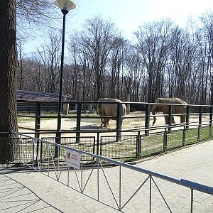 Krakow Zoo 04/2019: Asian elephant enclosure