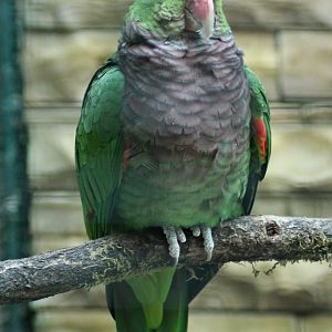 Vinaceous-breasted amazon (Amazona vinacea)