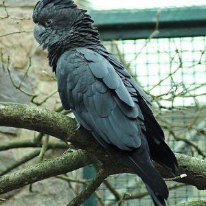 Red-tailed black cockatoo (Calyptorhynchus banksii)
