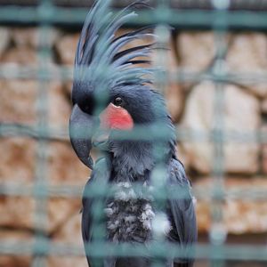 Palm cockatoo (Probosciger aterrimus)