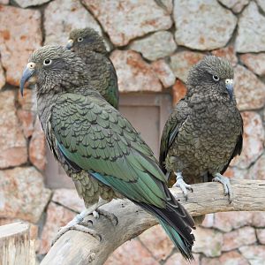 Kea (Nestor notabilis)