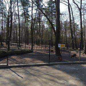 Krakow Zoo 04/2019: barking deer enclosure