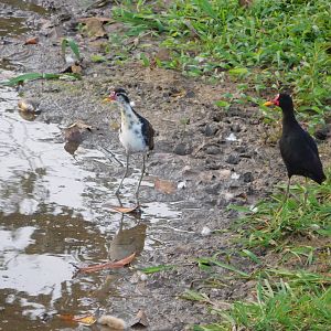 Wattled jacanas (Jacana jacana)