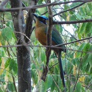 Whooping motmot (Momotus subrufescens)