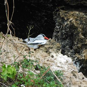 Red-billed tropicbird (Phaethon aethereus)