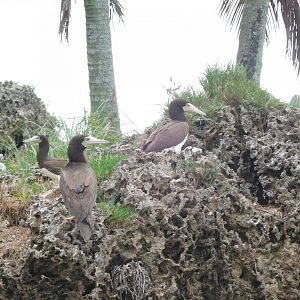 Brown boobies (Sula leucogaster)