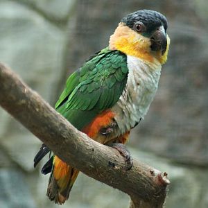 Black-headed parrot (Pionites melanocephalus)