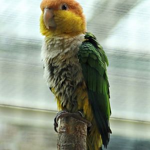 Green-thighed parrot (Pionites leucogaster leucogaster)