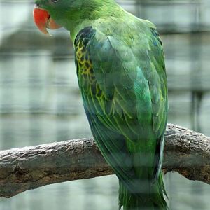 Blue-naped parrot (Tanygnathus lucionensis)
