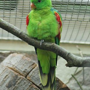 Jonquil parrot (Aprosmictus jonquillaceus)