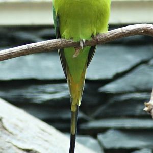 Plum-headed parakeet (Psittacula cyanocephala)
