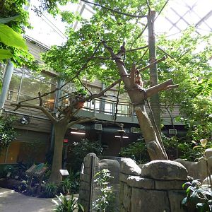 Renovated Linne's Two Toed Sloth Exhibit - April 2019