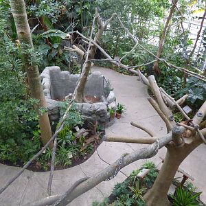 Renovated Linne's Two Toed Sloth Exhibit - April 2019
