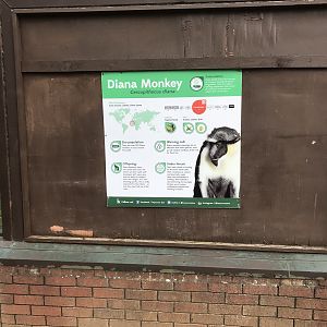 Diana monkeys in refurbished old gorilla house