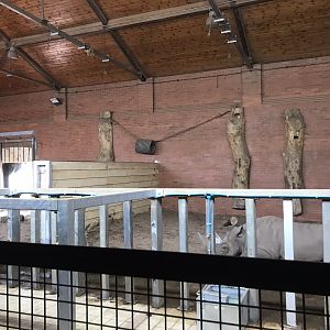 Inside new rhino house