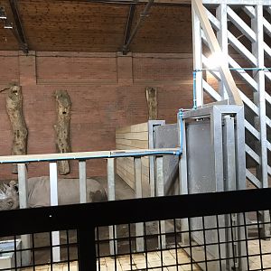 Inside new rhino house